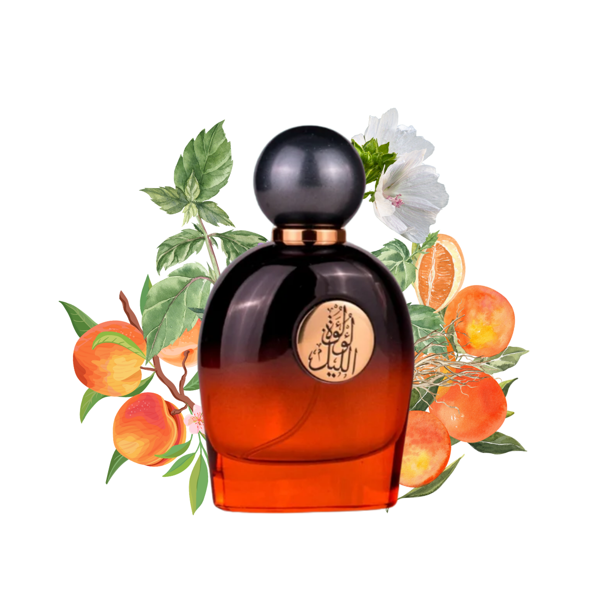 Lulut Allail Gulf Orchid