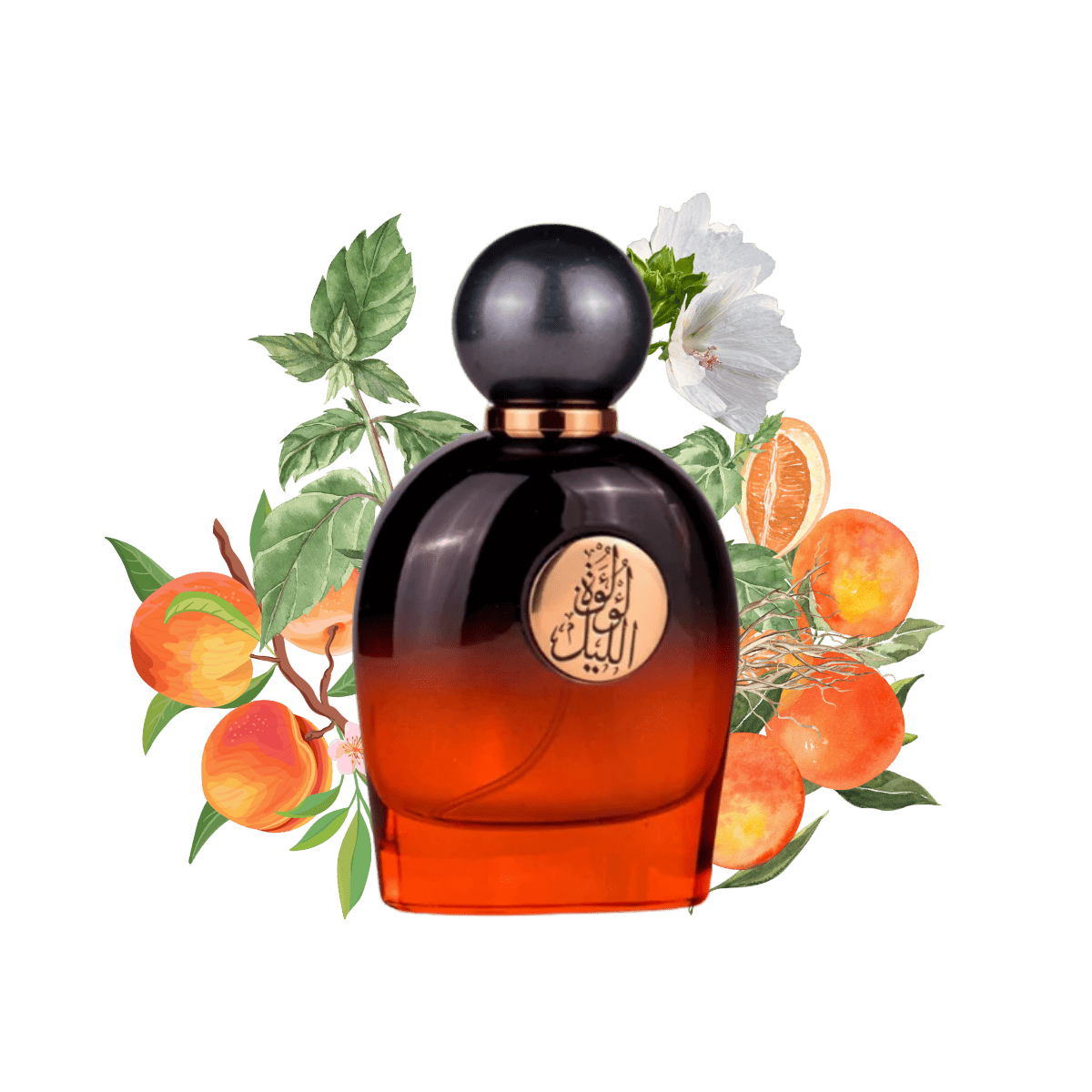 Lulut Allail by Gulf Orchid